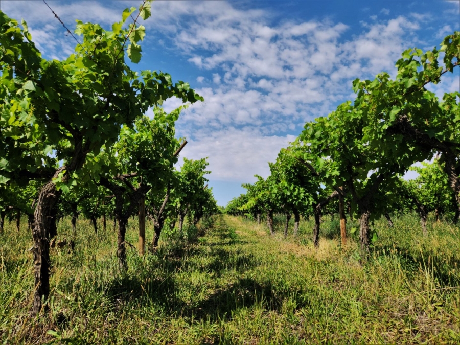 Commercial Property for Sale in Upington Rural Northern Cape